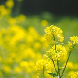 害虫対策「黄色」の花との混植を避ける