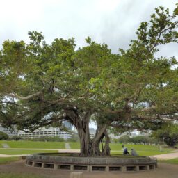 沖縄おもろまち新都心公園～デイゴ（2023年4月）