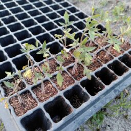 ミニトマト新苗植え付けと鉢上げ