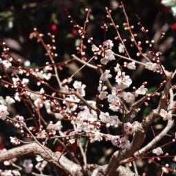 すももと実梅の鉢への定植2024春