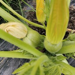 畑野菜の生育状況と追肥～24年6月