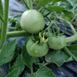 トマト用ビニルハウスの新設とトマト成育状況
