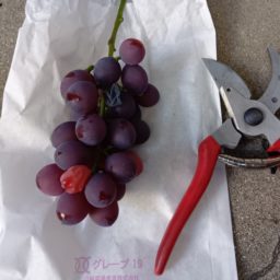 収穫カレンダー～25年11月